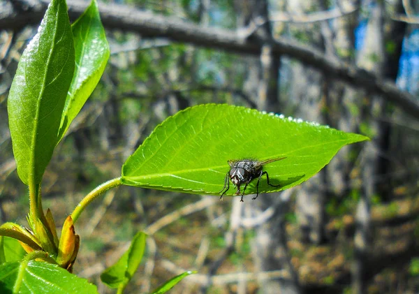 Yeşil yaprağın üzerinde bir sinek