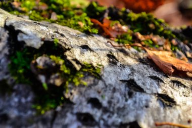 Ormandaki ağaç yosunlarla kaplı.