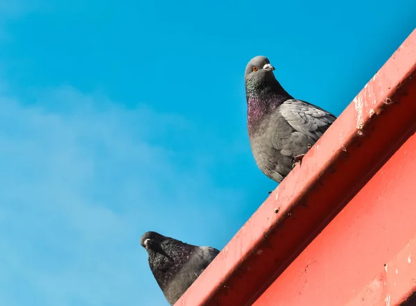 Doves Roof — Stock Photo, Image