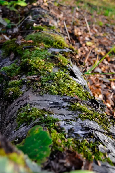 huş ağacı yerde yatıyor