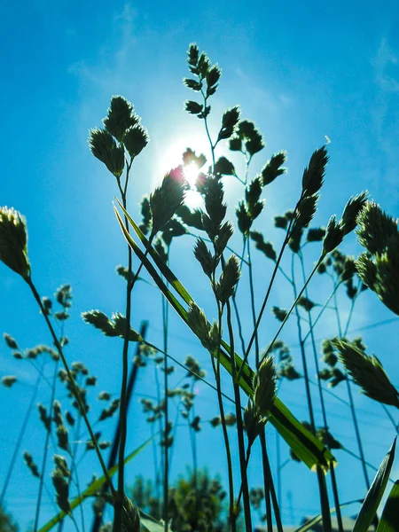 Güneş çimlerin parlıyor