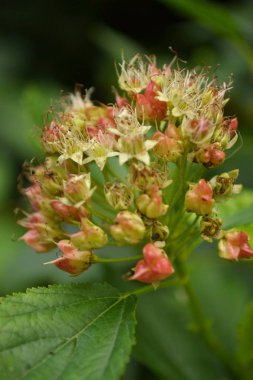 gür ağaç yakın çekim yaprak günlüğe kaydedilen bir arka plan üzerinde beyaz çiçekleri