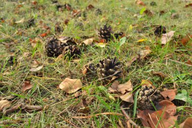 koniler ve sarı ve turuncu yaprak ormandaki çimenli topraklarında