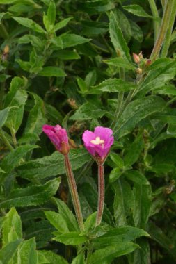 iki yeşil yaprakları bir çalı değil çiçek çiçekler pembe