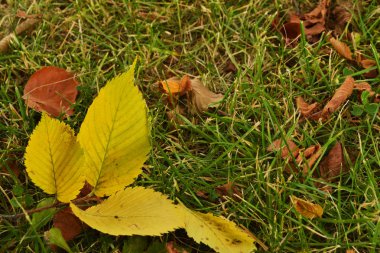çimenlerin üzerinde kuru sarı yapraklar