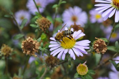 bir arı polen bir çiçek üzerinde toplar.