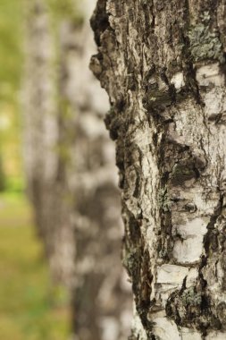 Huş doku yakın çekim ormanda