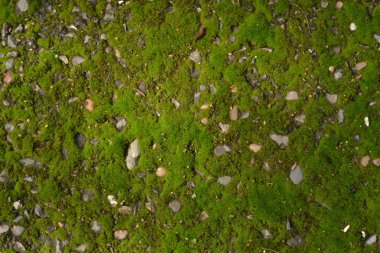 öğleden sonra bir sokakta ön planda moss doku asfalt