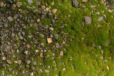 moss öğleden sonra sokakta ön planda doku asfalt moss yosun taşlar