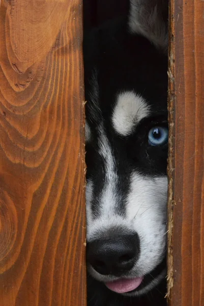 Dilini çıkarmış çitin üzerinden tek gözlü Husky köpek görünüyor