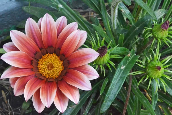 Flor Brilhante Rosa Com Meio Amarelo Canteiro Flores Com Portas — Fotografia de Stock