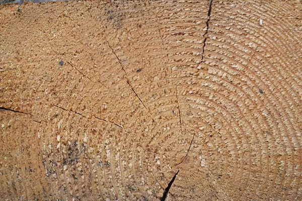 cross-section of a tree across a textured log with cracks in a large plan