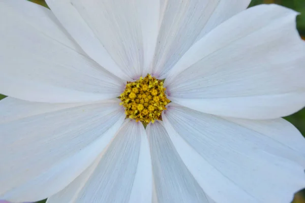 Belle Fleur Kosmeja Grands Pétales Blancs Gros Plan Avec Milieu — Photo