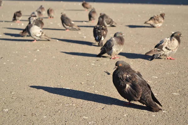 Grautauben Stehen Warm Auf Dem Asphalt Der Sonne Und Werfen — Stockfoto