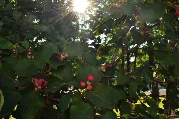 elma ve meşe yaprakları bahçe içinde güneş ışınlarının