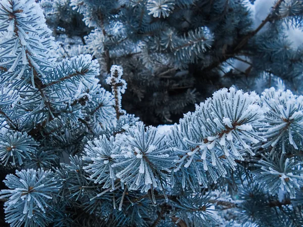 hoarfrost mavi köknar kış yakın çekim iğne yapraklı dallar