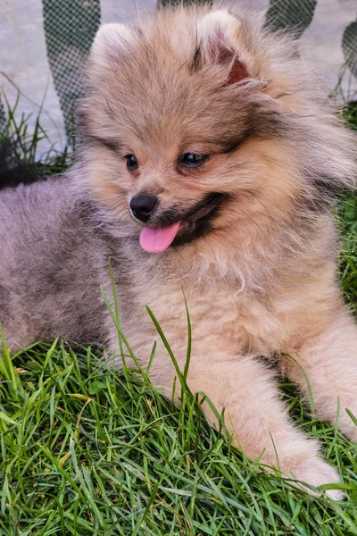 yeşil çimenlerin üzerinde bir köpek yavrusu