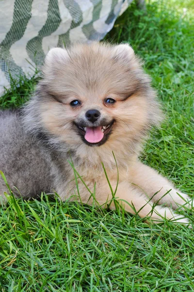 Yeşil çimlerin üzerinde bir köpek