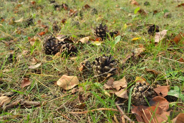 koniler ve sarı ve turuncu yaprak ormandaki çimenli topraklarında