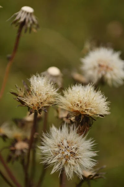 çiy ile soluk vahşi karahindiba kabartmak üzerinde sabah bırakır.