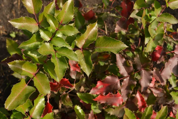 Färgade Bush Lämnar Solen — Stockfoto