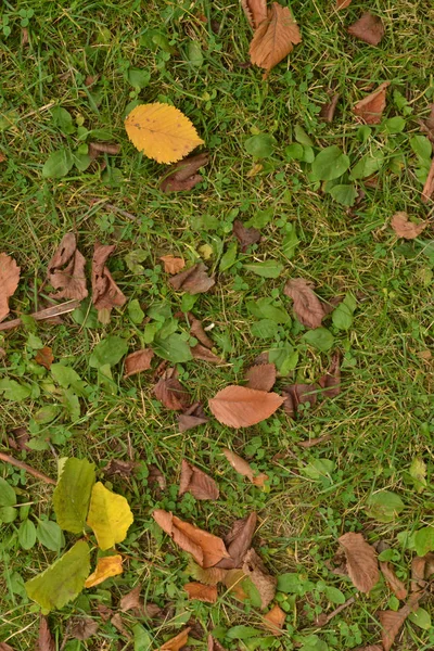 kuru yaprakları sarı ve kahverengi doku