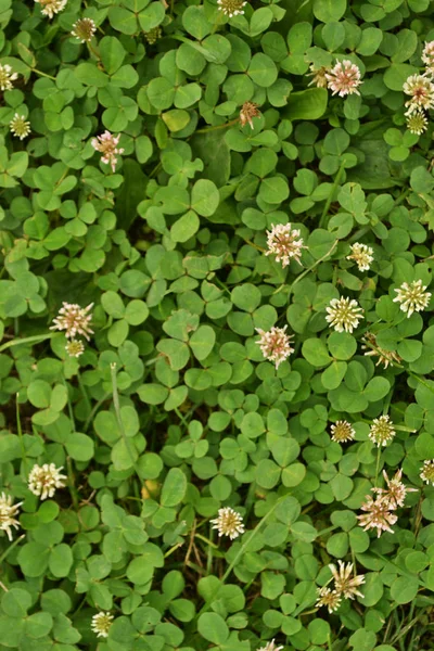 doku yonca çimen çiçekler