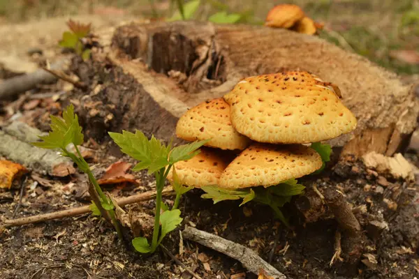 ormandaki bir güdük üzerinde yenmeyen mantar