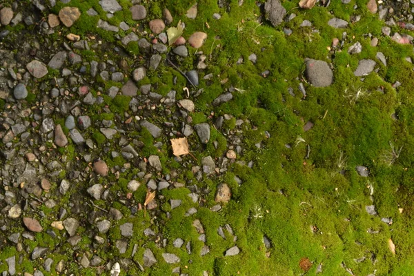 moss öğleden sonra sokakta ön planda doku asfalt moss yosun taşlar