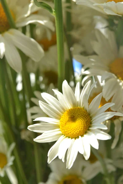 parlak beyaz papatya çiçek bir buket bir tarafı ile güneş bir pencerede üzerinde