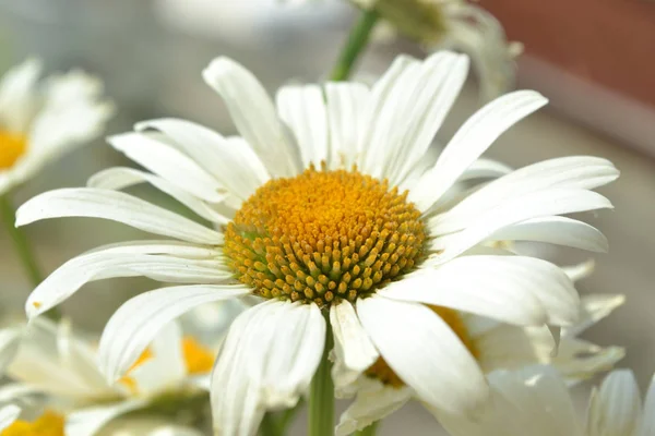 beyaz papatya çiçek bir buket üzerinde büyük bir tavada tarafından güneş ışınlarının bir pencerede
