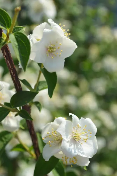 Güneş ışınları içinde çiçek açması elma ağaç beyaz çiçek şube