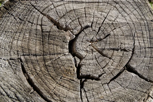 ağaç halkaları kesme kuru gri doku güdük yakın