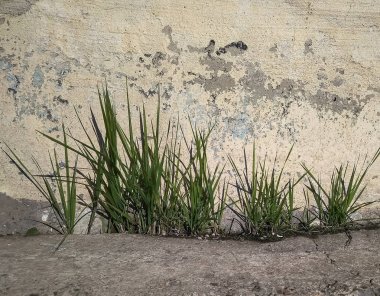 çim bir satırda bir beyaz eski bina çimento tabanla üzerinde büyür.