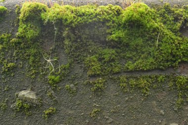 doku yeşil parlak yosun üzerinde gri bardyurine yakın yetişir