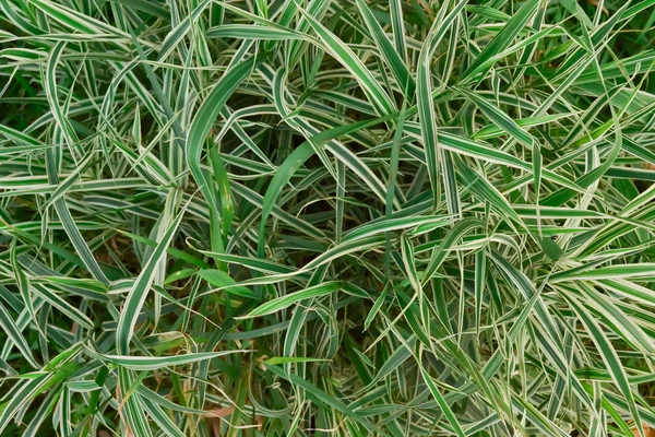 beyaz çizgili yeşil çim dokulu bush ana sayfa görünümü