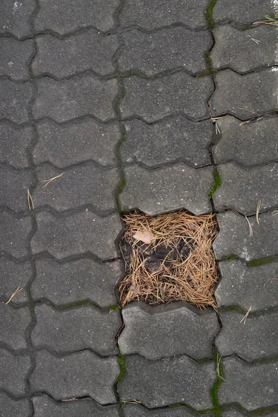 Kuru Çam iğneleri geçit gri desenli Fayanslarda arasında meydanında yalan