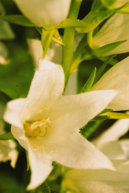 Bahçe yaz gün closeup flora closeup beyaz çiçek