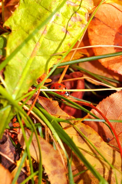 orman portre güneşli havalarda kuru yeşil çimenlerin üzerinde sürünerek parlak uğur böceği bırakır
