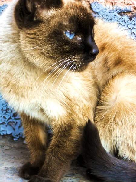 Siyam kedisi mavi gözlü yakın çekim ile oturur ve uzakta ile kırık boya duvar eski arka planda görünüyor