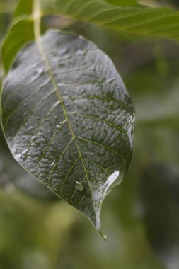 Hava yağmurlu günde, yağmur damlaları ile yaprak