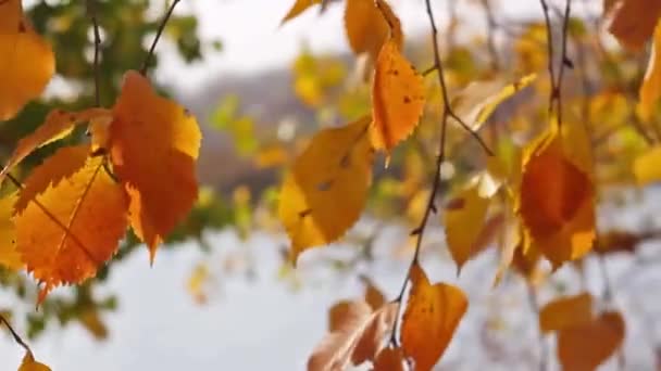 Pomarańczowy Żółty Zielony Liści Drzewie Przed Wodą Jesienny Krajobraz — Wideo stockowe