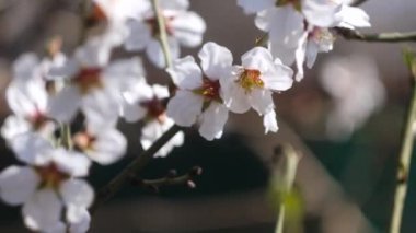 Bahçede çiçek açan kiraz ağacı. Bahar sezonu. Beyaz çiçekler