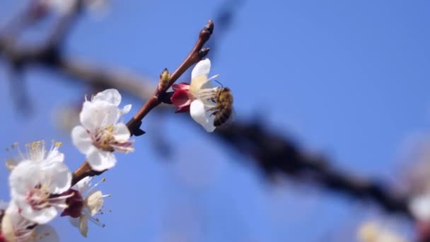 Cerejeira Florescendo Jardim Temporada Primavera Flores Brancas — Vídeo de Stock