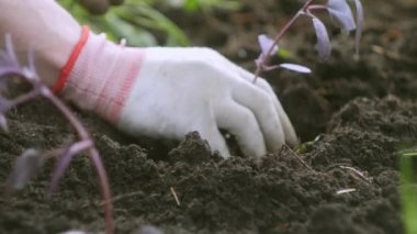 Çiftçi fesleğeni kapatın. Tarım konsepti. Ekoloji bilinci. Taze ürünler