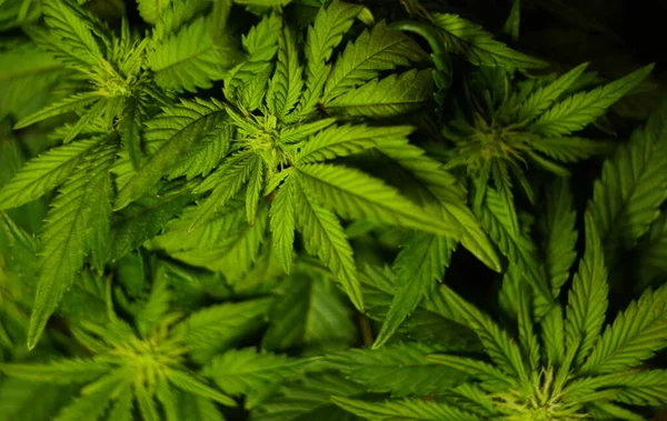 Konopie Zostawiają Teksturę Olej Cbd Hodowla Marihuany Legalizacja Trawki Wykorzystanie — Zdjęcie stockowe