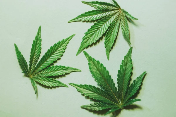 Folhas Cannabis Plana Jazia Sobre Fundo Azul Espaço Para Cópia — Fotografia de Stock