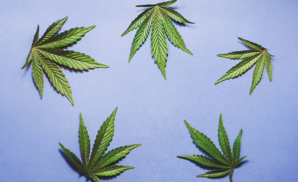 Cannabis Blad Platt Låg Blå Bakgrund Uppfattat Utrymme Marijuana Växtbanderoll — Stockfoto