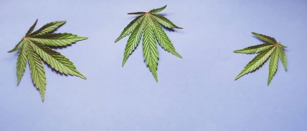 Cannabis Blad Platt Låg Blå Bakgrund Uppfattat Utrymme Marijuana Växtbanderoll — Stockfoto