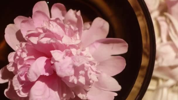 Şakayık Suda Yatıyordu Üst Manzara Spa Günü Doğal Parfüm Kozmetik — Stok video